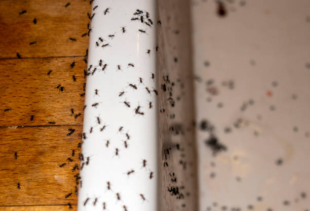 Best Affordable Pest Control Services  in Newberg, OR