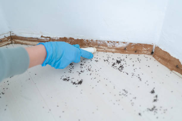 Best Rat Extermination Near Me  in Newberg, OR