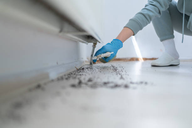 Best Termite Control Services  in Newberg, OR